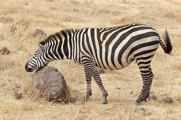 zeebra (equus burchellii) - burchellii foto e immagini stock