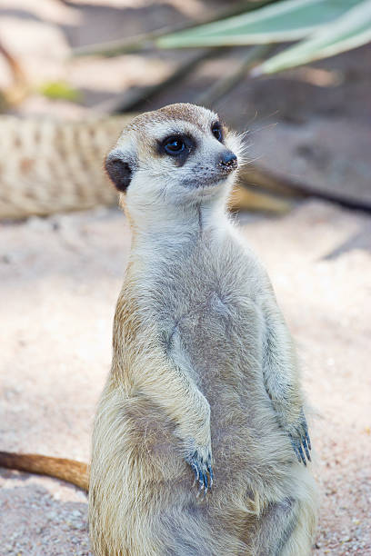 istock Portrait Of  Meerkat On White Background 461186135