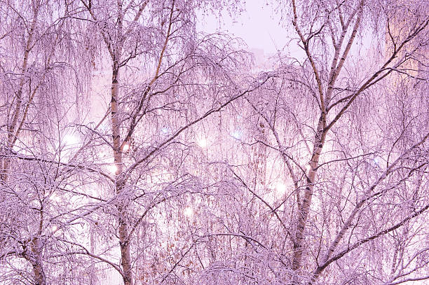 Snow on birches at night stock photo