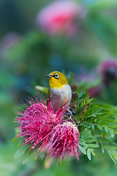 Oriental white-eye in red powder puff tree flower