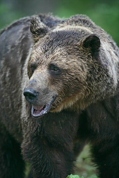 istock European brown bear, Ursus arctos 461187325