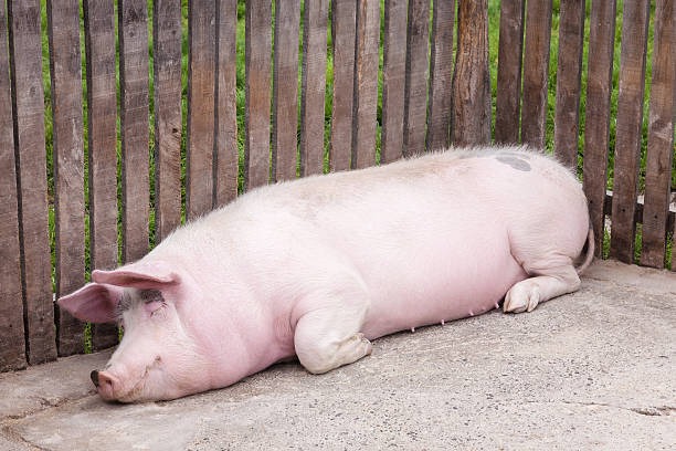 Pig relaxed lying and sleeping in a pigpen