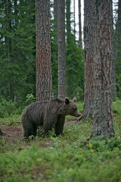 istock European brown bear, Ursus arctos 461187737