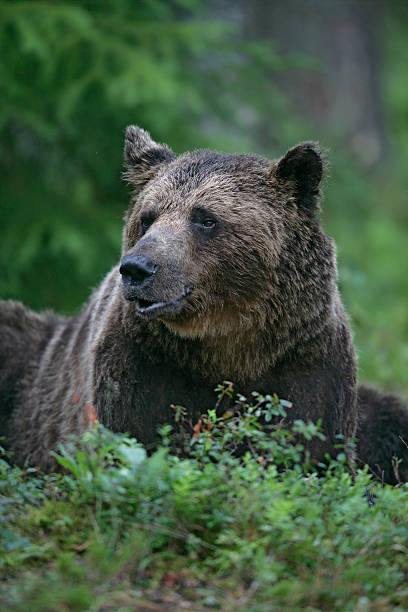 istock European brown bear, Ursus arctos 461191795