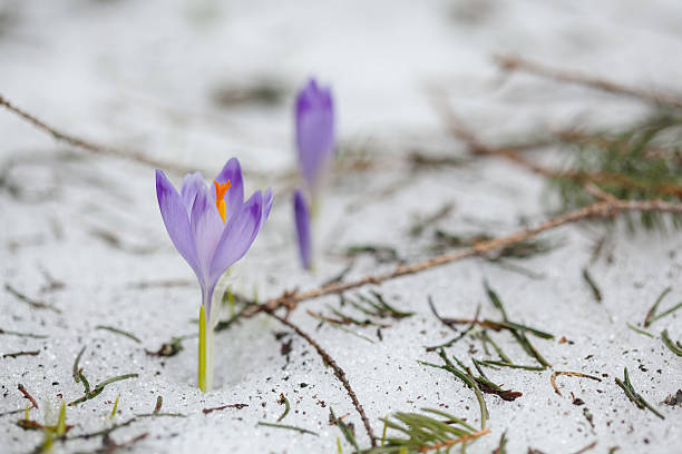 istock Beautiful crocus flowers in Tatry mountains 461192233