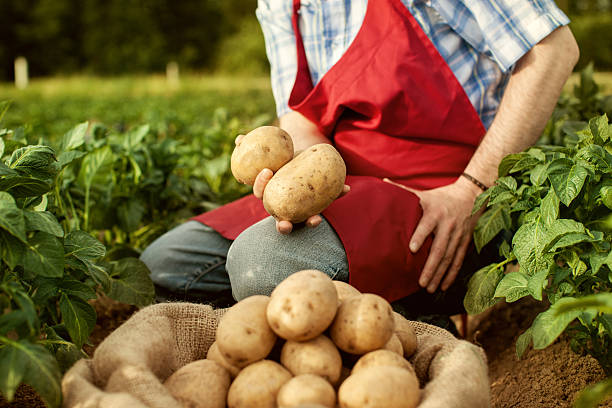 istock farmer looking his potato harvest at field row 461199085