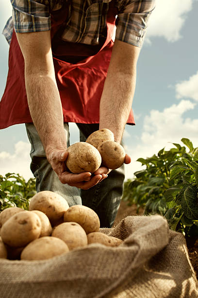 istock farmer looking his potato harvest at field row 461199113