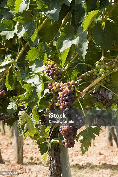 Uvas Foto de stock y más banco de imágenes de Aire libre - Aire libre, Destinos turísticos, Escena rural