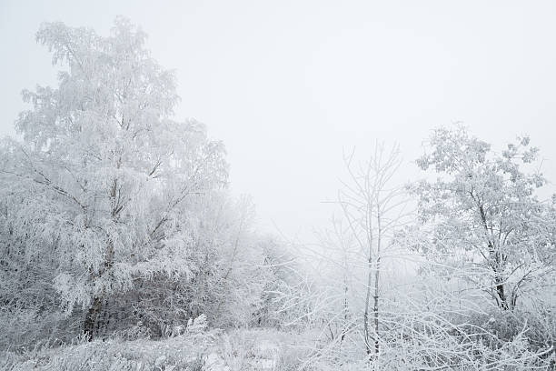 istock Winter Landscape - 36 Mpx 461199485