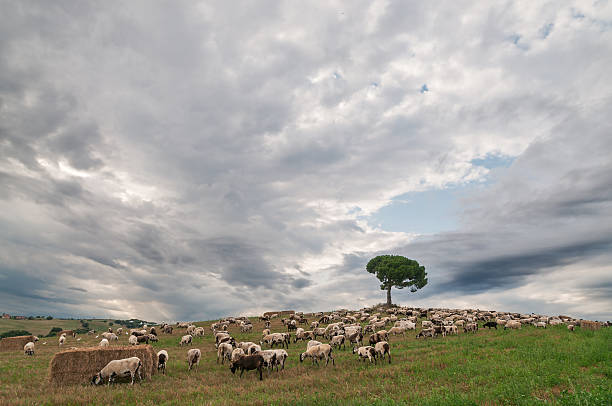 istock Flock of sheep 461199791