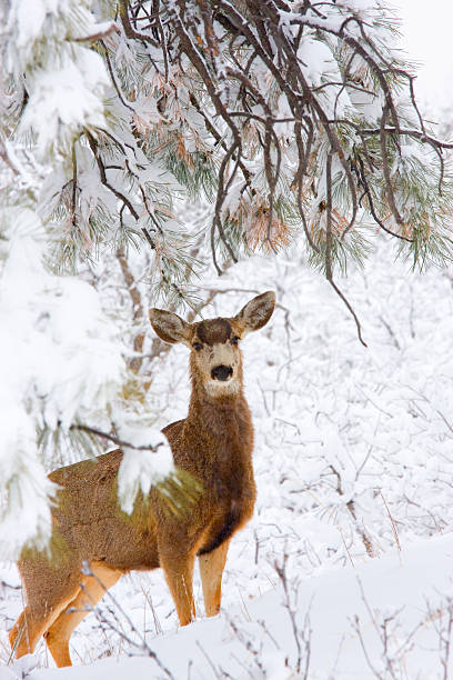 istock Colorado Mule Deer in the Wintertime Snow 461202887