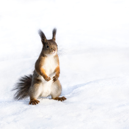 Cute curious red squirrel standing on snow