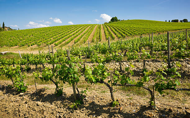 istock Spring Tuscan Landscape in Chianti Region with Vineyards 461205991
