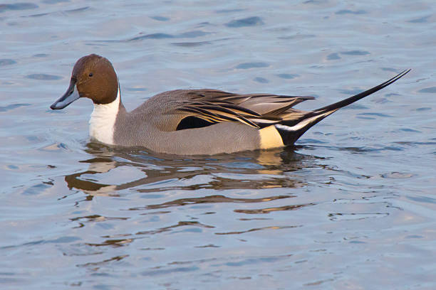 istock Northern Pintail Duck in Breeding Plumage 461209149