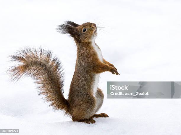 Red Squirrel Standing On Snow Stock Photo - Download Image Now - Animal, Animal Body Part, Animal Hair