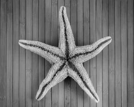 Monochrome image of big seastar on a wooden background.