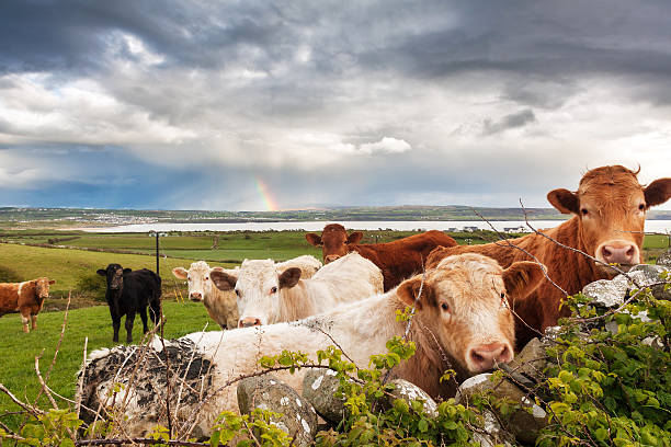 irlandais vaches arc-en-ciel - republic of ireland photos et images de collection