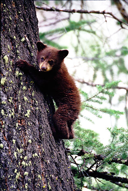 istock Black Bear Cub Ursus americanus Yellowstone National Park, climbing tree, 461210539