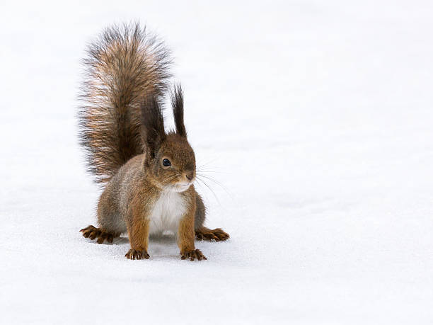 istock Eurasian red squirrel in snow 461211409