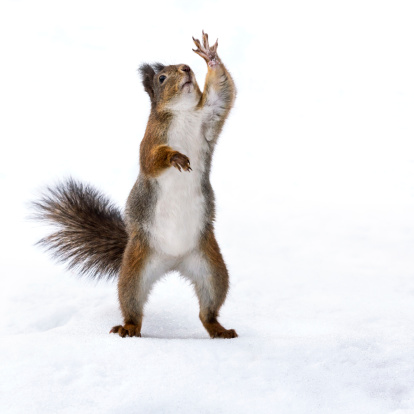 Cute curious red squirrel standing on snow