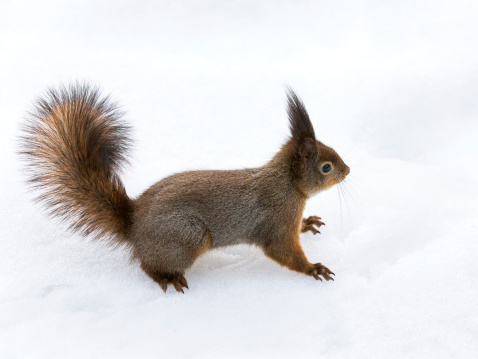 Red squirrel sitting on white snow