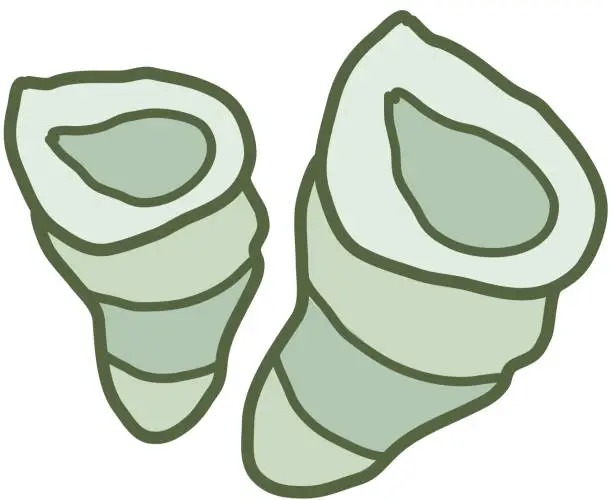 Vector illustration of pair of conch