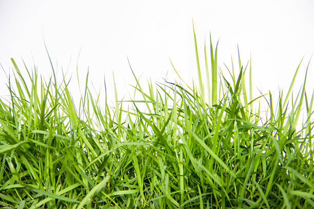 istock fresh green grass isolated on white background 461213829