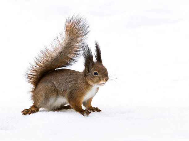 istock Little squirrel in winter park 461214203