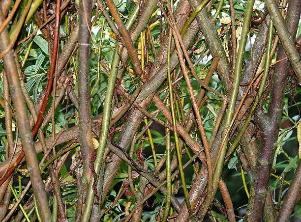 Branches of willow heavily interwoven to form a shelter