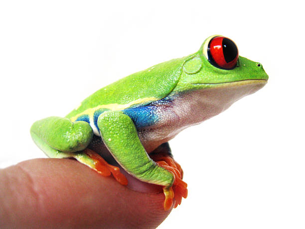 istock red-eyed tree frog, Agalychnis callidryas 461214869