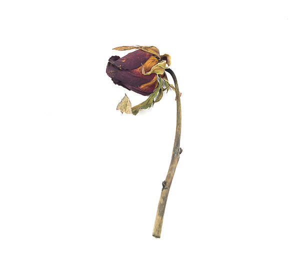 istock Dried red rose on white background 461215173