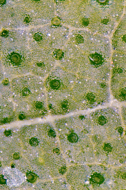 istock green leaf with breathing cells stomata 461215689