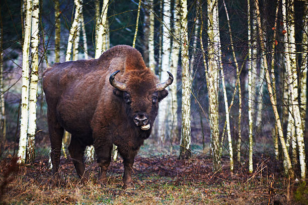 European Bison stock photo