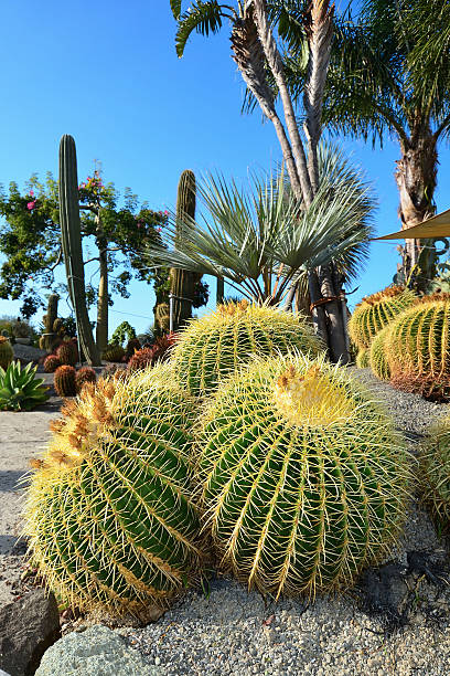 istock cactus in Ravino botanical garden 461223201