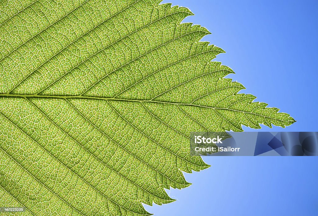 Green leaf Nice macro photo of big green leaf Backgrounds Stock Photo