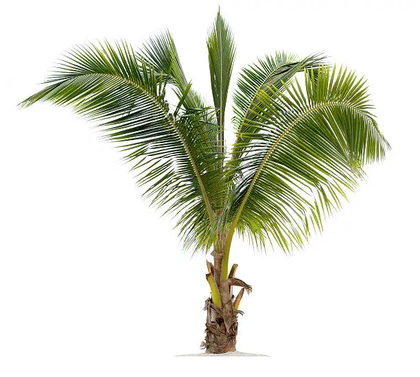 Photo of Young Coconut Palm