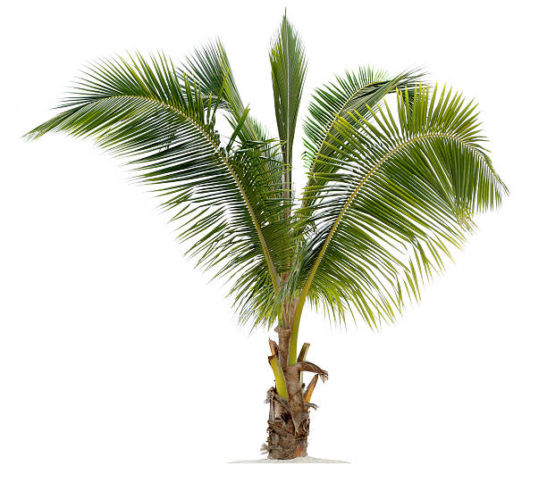 jovem de coco palm - frond imagens e fotografias de stock