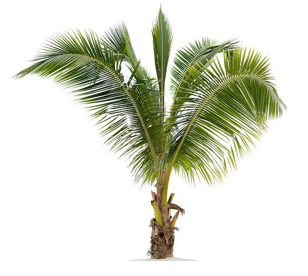A young coconut palm tree isolated against white.