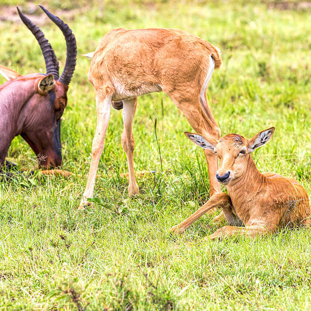 madre y bebé topies antílope - masai mara national reserve masai mara topi antelope fotografías e imágenes de stock