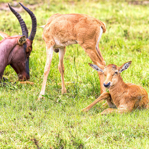 istock Mother and Baby Topies Antelope 461223853
