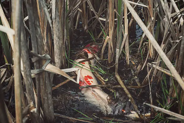 A large Koifish swims at the surface of a pond with many cat tails.