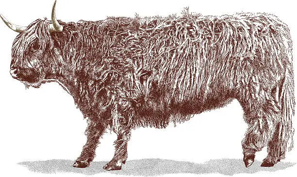 Vector illustration of Highland Bull