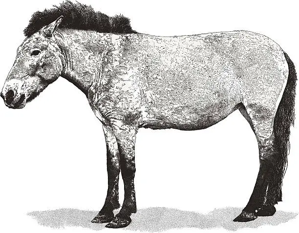 Vector illustration of Wild Pony