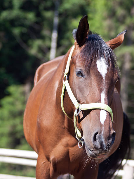 istock Closeup horse with a bridle 461225277