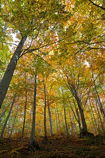 Beech Forest stock photo