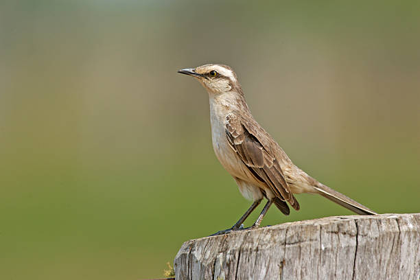 istock Chalk-browed mockingbird, Mimus saturninus 461227195