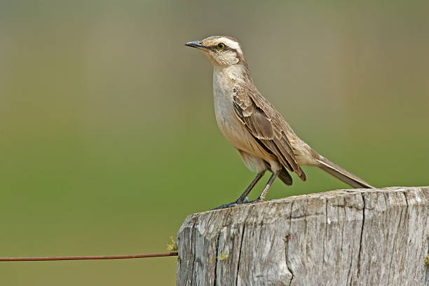 istock Chalk-browed mockingbird, Mimus saturninus 461227235