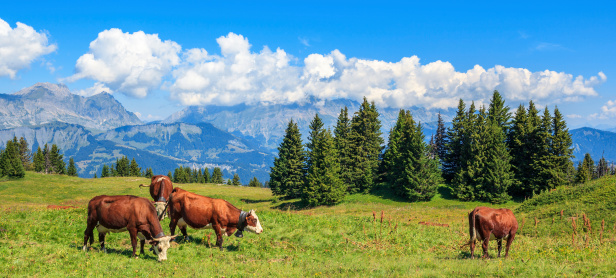 Panoramic view of brown cows with the Alps in the background