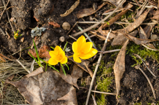 yellow saffron crocus flower blooms move in wind in spring garden.