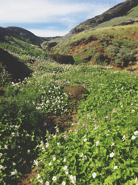 Dziki kwiat Natura Ravine – zdjęcie